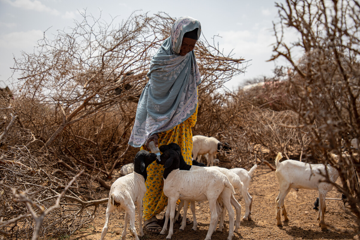 East Africa Food Crisis Stories From Somaliland Actionaid Usa